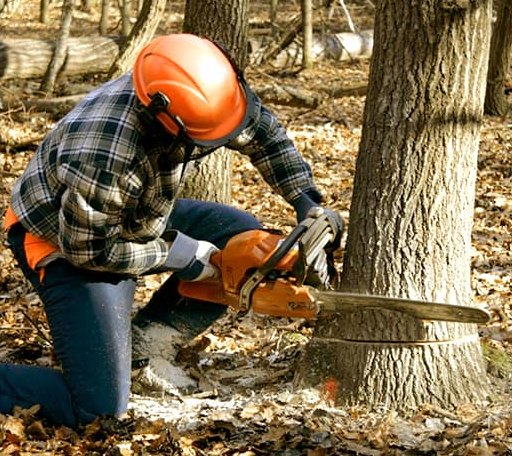 Tree Removal in Ellsworth, ME